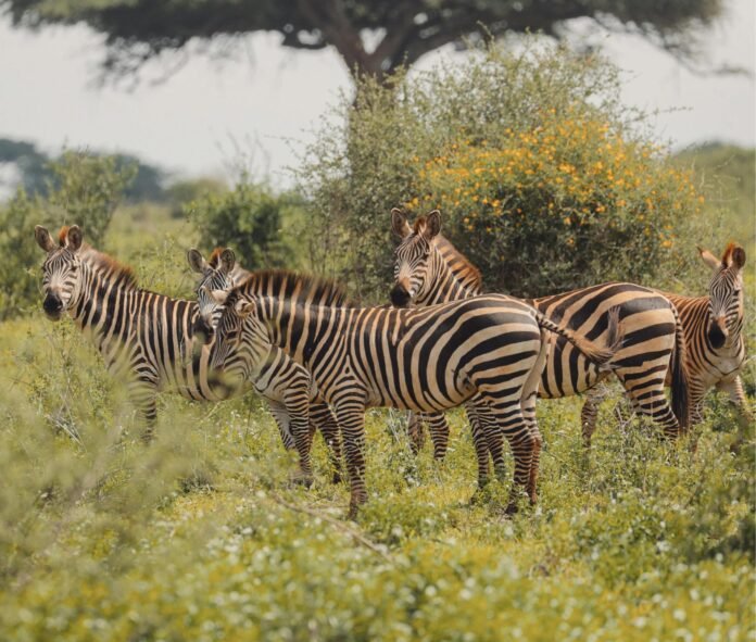 IBest 5 Days Tarangire ngorongoro crater and Serengeti safari 2026, 2027 & 2028 vBest 5 Days Tarangire ngorongoro crater and Serengeti safari 2026, 2027 & 2028