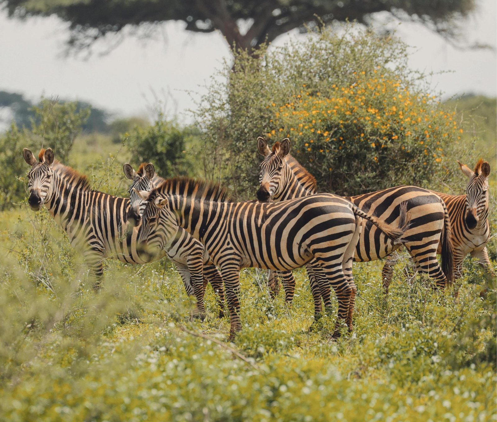 Best 7-Day Small Group Tanzania Safari 2026, 2027 & 2028