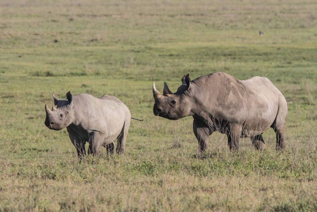 Best 8 Best days big five safari in Tanzania 2026, 2027 and 2028 Best 8 Best days big five safari in Tanzania 2026, 2027 and 2028
