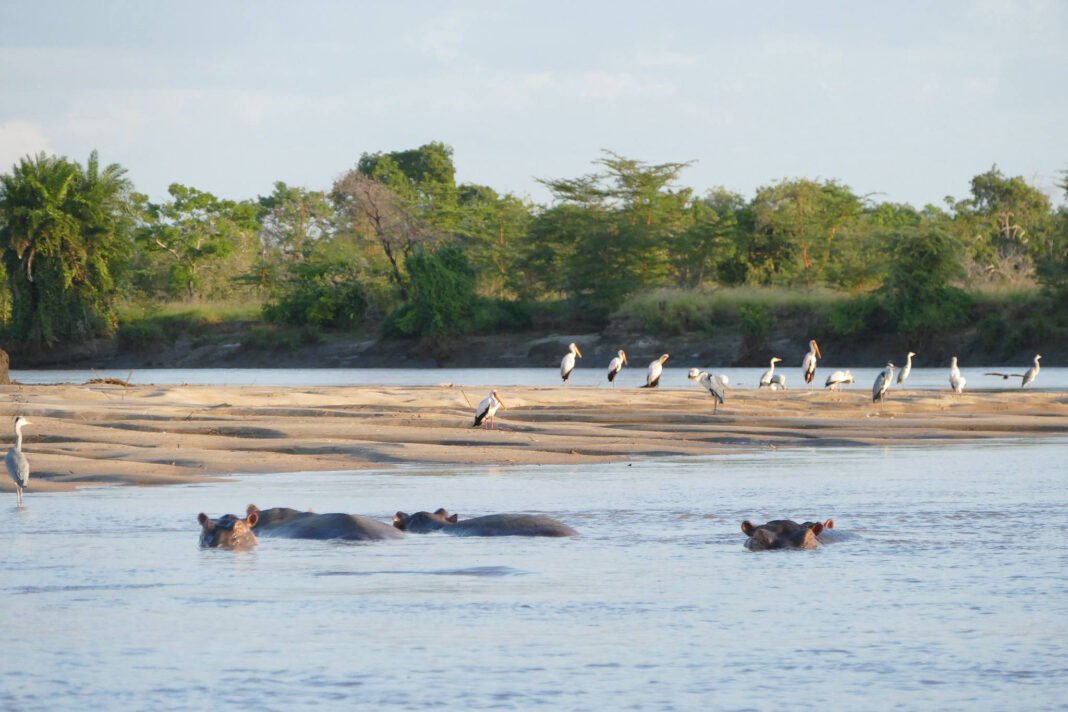 Greatest 5 Days Mikumi National Park & Saadani National Park 2026, 2027 & 2028 Greatest 5 Days Mikumi National Park & Saadani National Park 2026, 2027 & 2028
