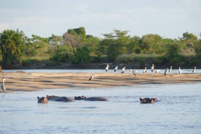 Saadani_National_Park_Hippos_29