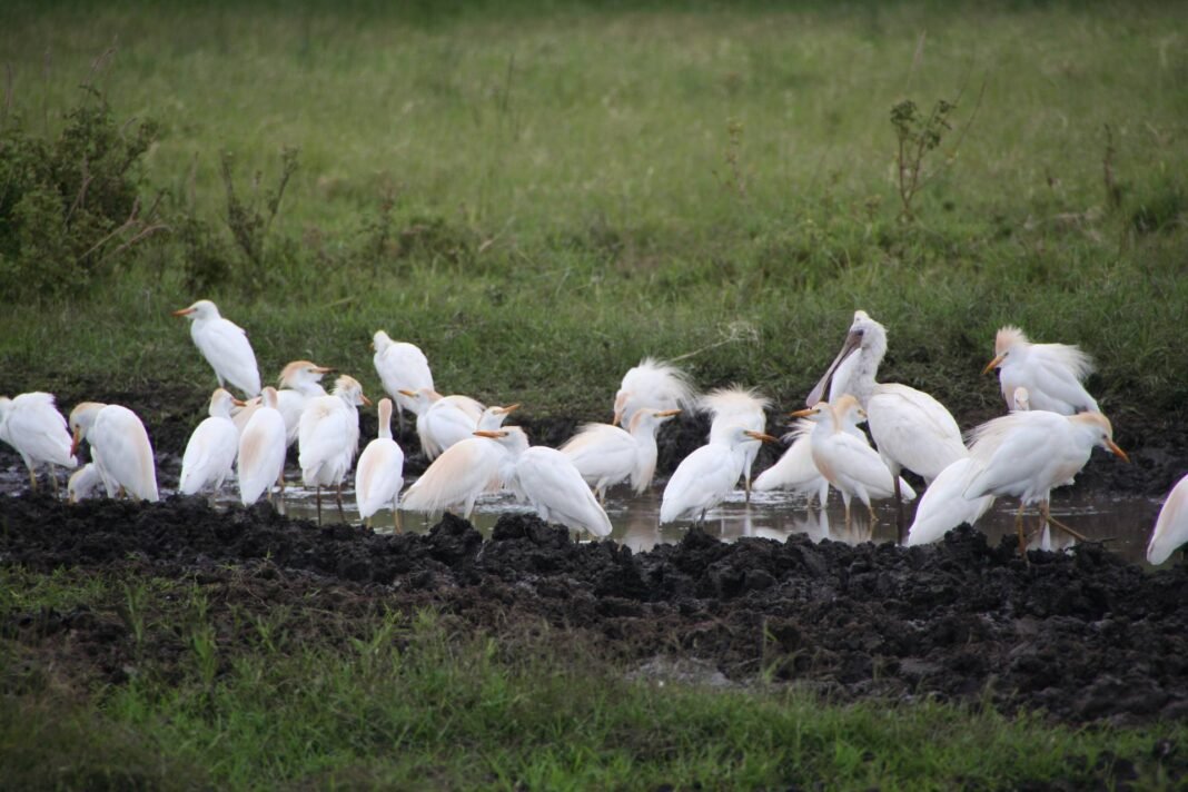 Best 7 Best luxury Tanzania safari 2026, 2027 and 2028 Best 7 Best luxury Tanzania safari 2026, 2027 and 2028