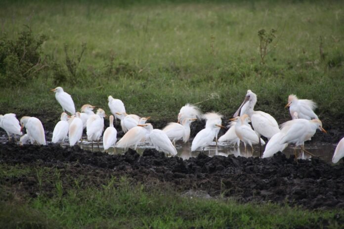 Best 7 Best luxury Tanzania safari 2026, 2027 and 2028 Best 7 Best luxury Tanzania safari 2026, 2027 and 2028