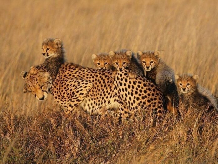 small-group-safari-tanzania_6gApR