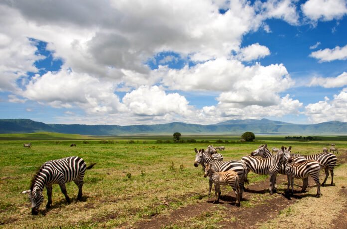 The best 8 Days Southern Tanzania Safari in 2026, 2027 and 2028 The best 8 Days Southern Tanzania Safari in 2026, 2027 and 2028