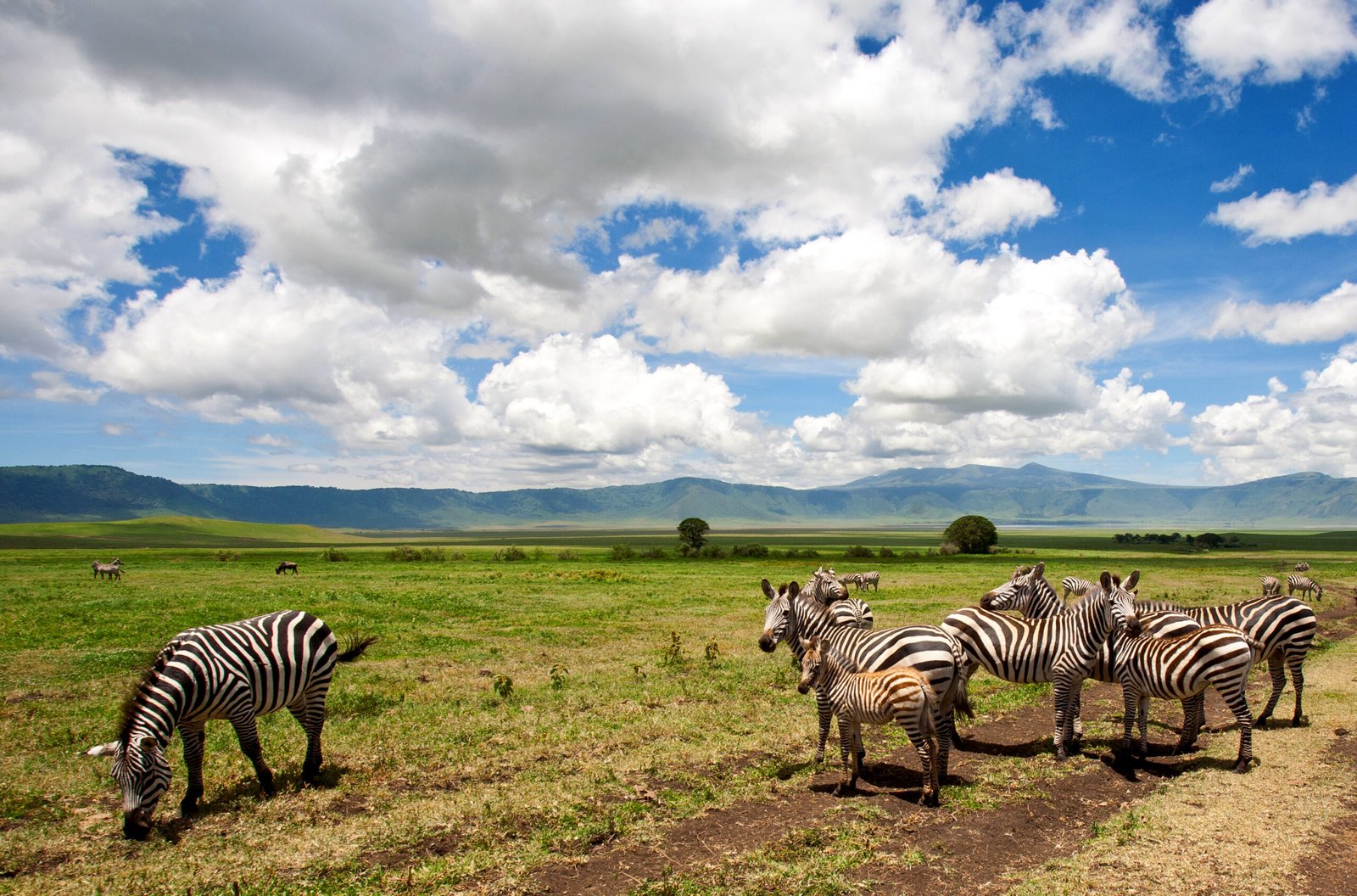 The best 8 Days Southern Tanzania Safari in 2026, 2027 and 2028