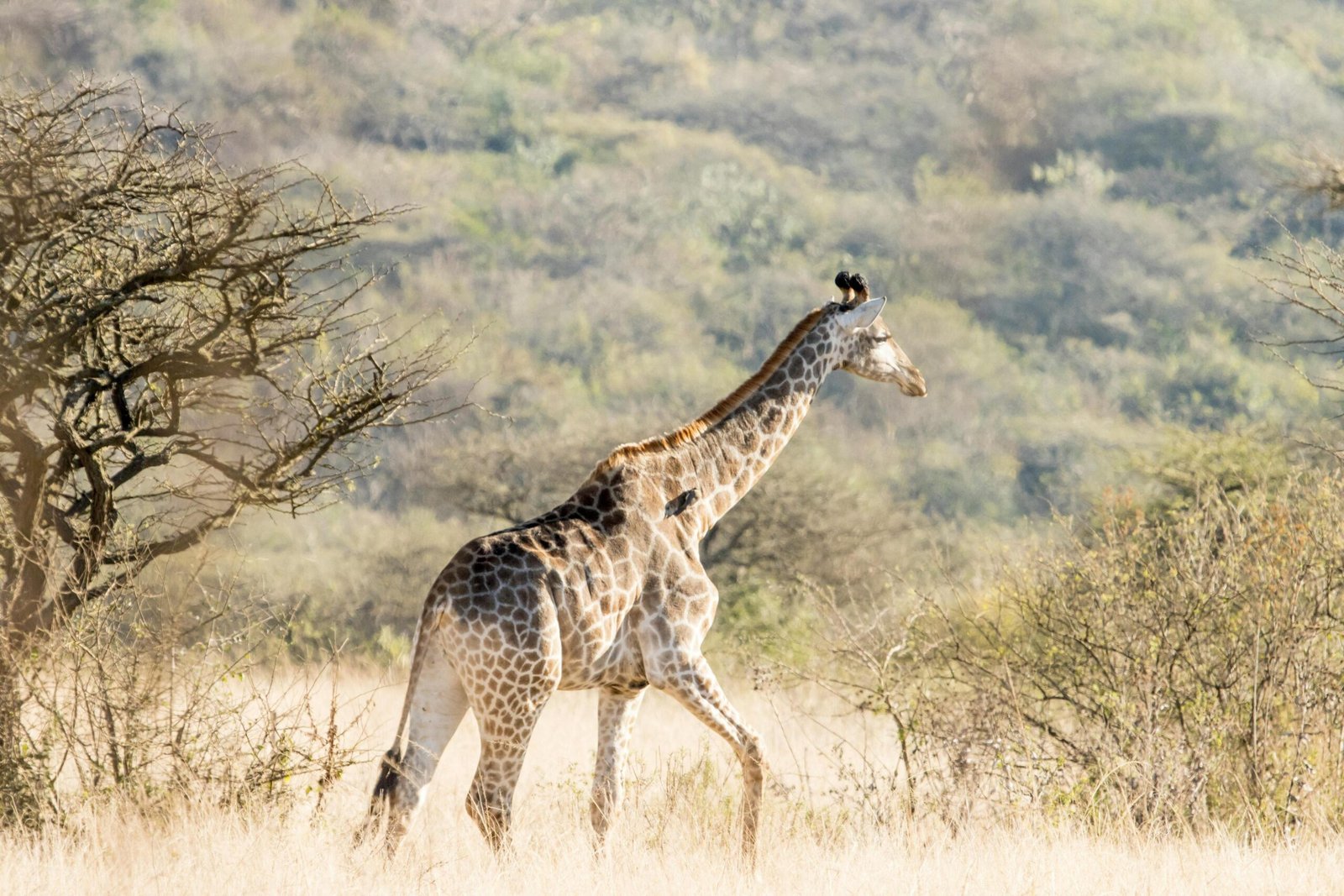Best Day Trip from Zanzibar to Mikumi National Park with Go and Return Flight 2026, 2027 & 2028