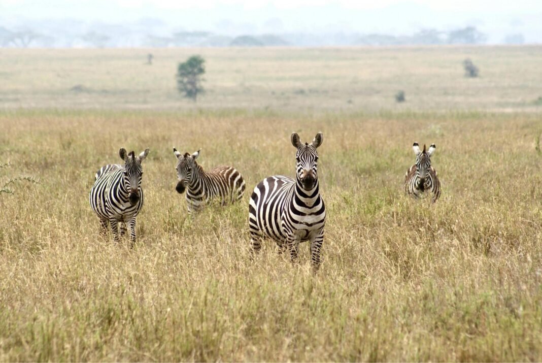 Best Day Trip from Zanzibar to Mikumi National Park with Go and Return Flight 2026, 2027 & 2028 Best Day Trip from Zanzibar to Mikumi National Park with Go and Return Flight 2026, 2027 & 2028