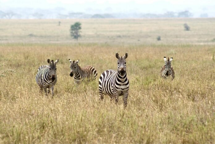 Best Day Trip from Zanzibar to Mikumi National Park with Go and Return Flight 2026, 2027 & 2028 Best Day Trip from Zanzibar to Mikumi National Park with Go and Return Flight 2026, 2027 & 2028